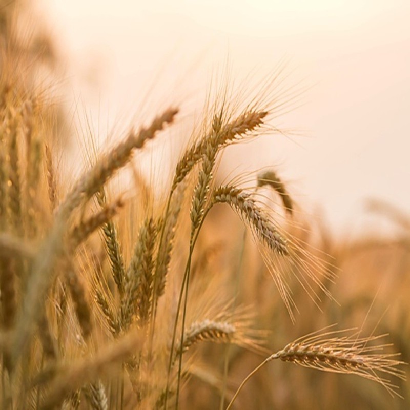 Barley Seeds - Organic
