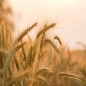 Barley Seeds - Organic