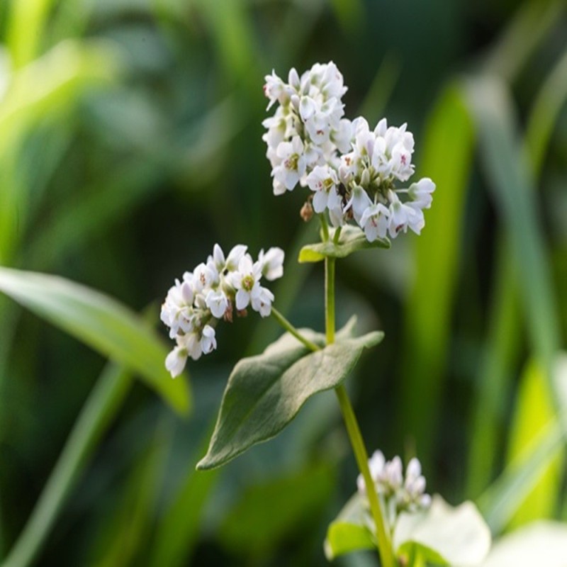 Buckwheat Seeds - Organic Buckwheat Seeds - Organic