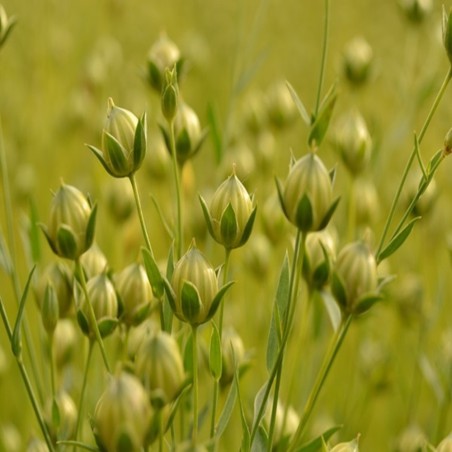 Omega-3 Rich Grain | Blue Flowered Heirloom Flax Seeds | The Seed Guy ®