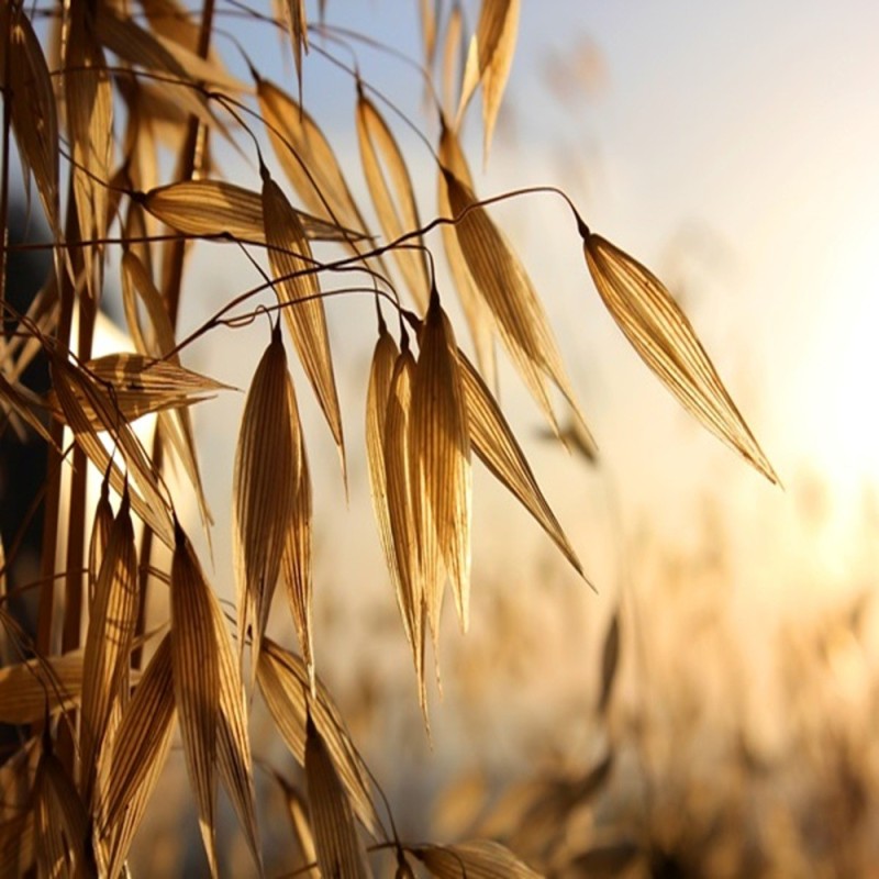 Oat Seeds - Organic Oat Seeds - Organic