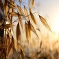 Oat Seeds - Organic Oat Seeds - Organic