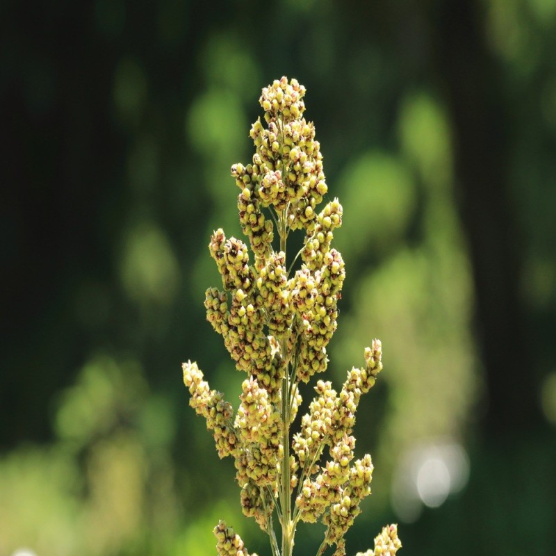 Quinoa Seeds - Organic