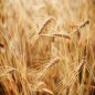 Wheat Seeds - Hard Red Winter, Organic Wheat Seeds - Hard Red Winter, Organic