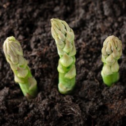 Hardy & Prolific Perennial Stalks | Mary Washington Asparagus Heirloom Seeds | The Seed Guy ®