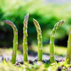 High-Yielding Uniform Green Spears | Asparagus UC-157 F2 Seeds | The Seed Guy ®