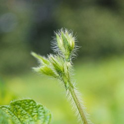 Protein-Rich Staples for Soups & Stews | Black Turtle Bean Heirloom Seeds | The Seed Guy ®