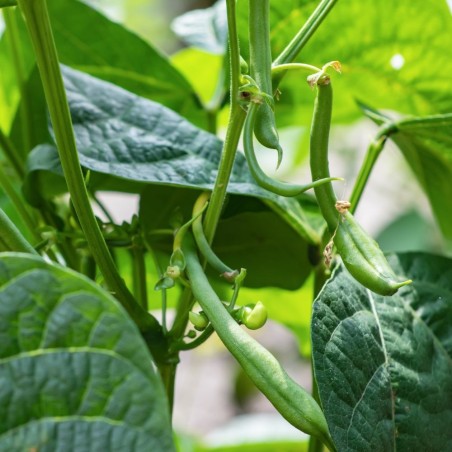 Bean Seeds - Blue Lake Bush 274