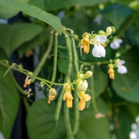 Vertical Climbing Prolific Producer | Blue Lake Pole Bean Heirloom Seeds | The Seed Guy ®