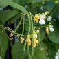 Bean Seeds - Blue Lake Pole Bean Seeds - Blue Lake Pole