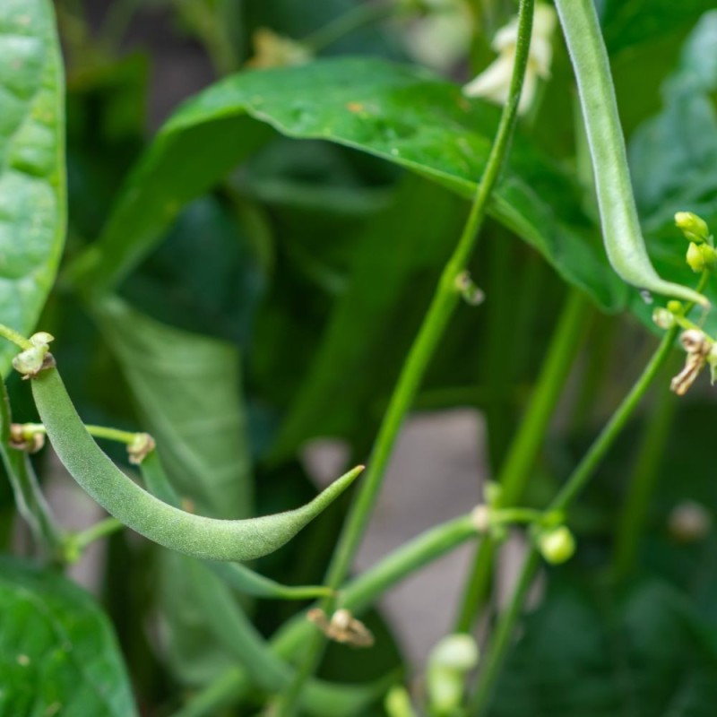 Bean Seeds - Contender Bush Bean Seeds - Contender Bush