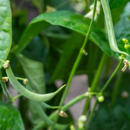 Super-Fast Early Producer | Contender Bush Bean Heirloom Seeds | The Seed Guy ®