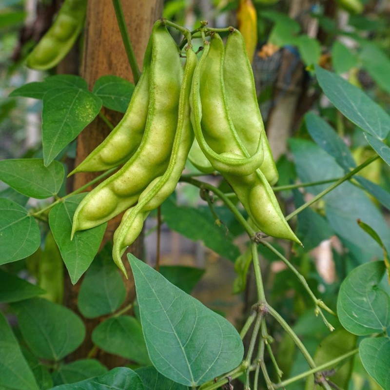 Bean Seeds - Fordhook 242 Lima Bean Seeds - Fordhook 242 Lima