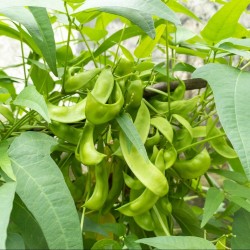 Reliable Baby Lima Classic | Henderson Lima Bean Heirloom Seeds | The Seed Guy ®