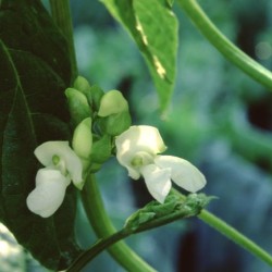 Bean Seeds - Kentucky Wonder Pole