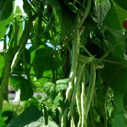 Iconic Heavy-Yielding Climber | Kentucky Wonder Pole Bean Heirloom Seeds | The Seed Guy ®