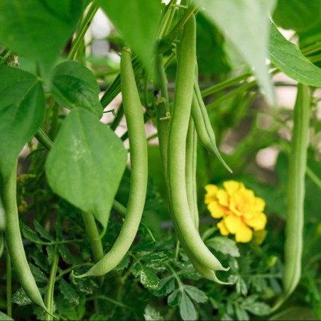 Provider Bush Bean Seeds | Heirloom & Non-GMO | The Seed Guy