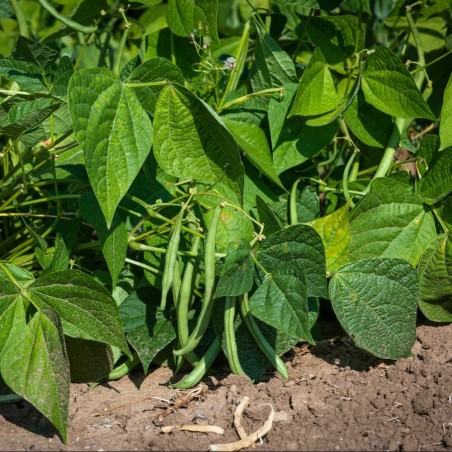 Award-Winning Heavy Yielder | Top Crop Bush Bean Heirloom Seeds | The Seed Guy ®