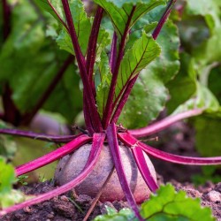 Deep Crimson Heirloom Standard | Detroit Dark Red Beet Heirloom Seeds | The Seed Guy ®