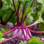 Beet Seeds - Detroit Dark Red