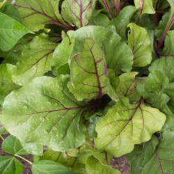 Rapid-Growing Early Harvest | Early Wonder Beet Heirloom Seeds | The Seed Guy ®