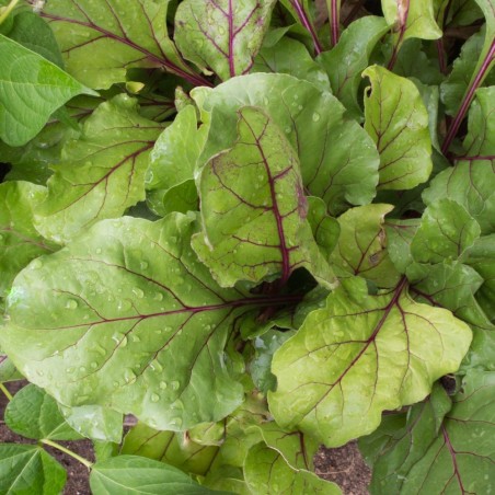 Rapid-Growing Early Harvest | Early Wonder Beet Heirloom Seeds | The Seed Guy ®