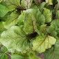 Beet Seeds - Early Wonder Beet Seeds - Early Wonder