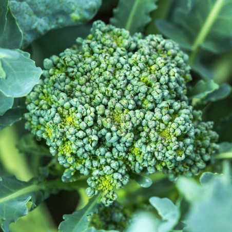 Broccoli Seeds - Calabrese