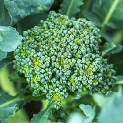 Prolific Side-Shoot Producer | Calabrese Broccoli Heirloom Seeds | The Seed Guy ®