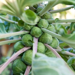 Hardy Traditional Garden Favorite | Long Island Broccoli Heirloom Seeds | The Seed Guy ®