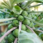 Brussels Sprouts Seeds - Long Island Brussels Sprouts Seeds - Long Island