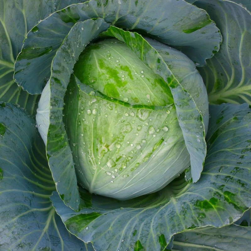 Cabbage Seeds - Early Jersey Wakefield Cabbage Seeds - Early Jersey Wakefield