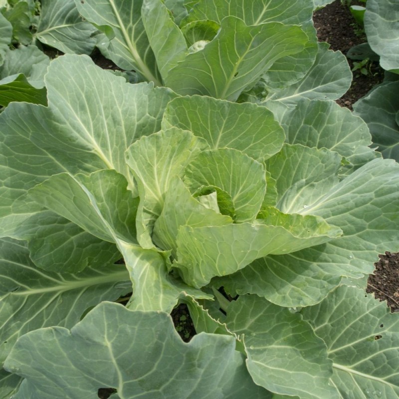 Cabbage Seeds - Golden Acre