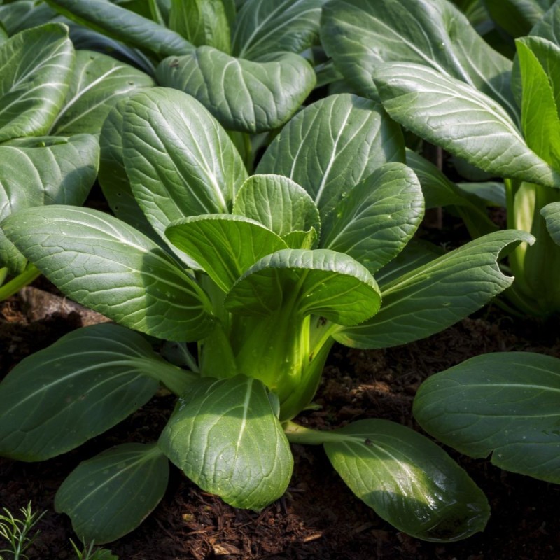 Cabbage Seeds - Pak Choi Cabbage Seeds - Pak Choi