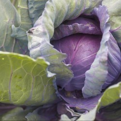 Red Acre Cabbage Seeds | Heirloom & Non-GMO | The Seed Guy