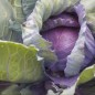Cabbage Seeds - Red Acre