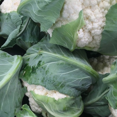 Pristine White Heavy Producer | Snowball Cauliflower Heirloom Seeds | The Seed Guy ®