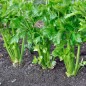 Celery Seeds - Tall Utah Celery Seeds - Tall Utah