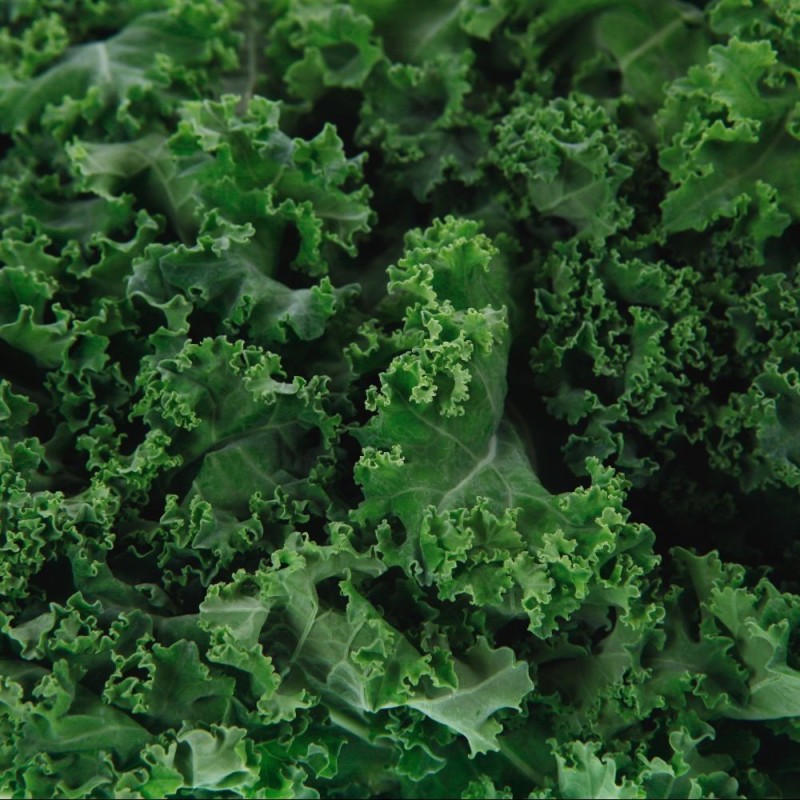 Kale Seeds - Siberian