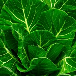 Traditional Southern Heading Greens | Morris Heading Collard Heirloom Seeds | The Seed Guy ®
