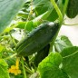 Cucumber Seeds - Marketmore 76 Cucumber Seeds - Marketmore 76