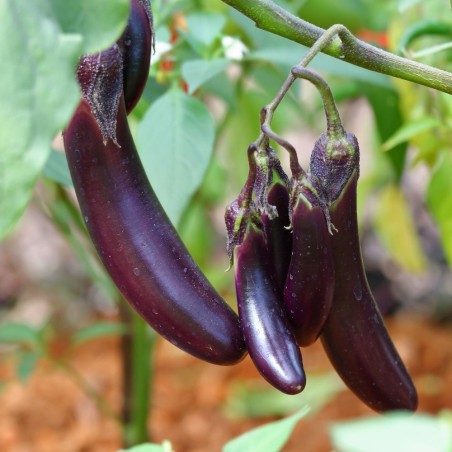 Long Purple Eggplant Seeds | Heirloom Italian Variety | The Seed Guy®