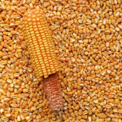 Reid's Yellow Dent Corn Seeds | Heirloom Field Corn | The Seed Guy®
