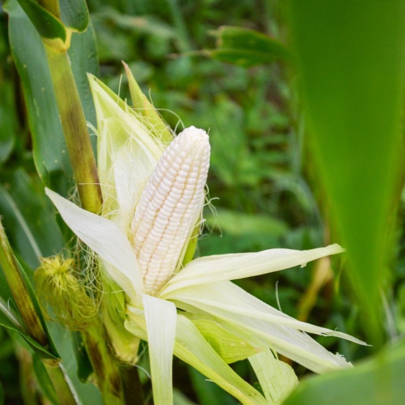 Corn Seeds - Stowells Evergreen