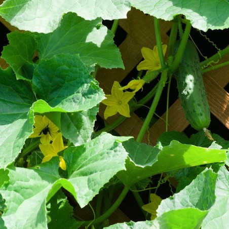 Premier Bush Variety Slicers | Spacemaster 80 Cucumber Heirloom Seeds | The Seed Guy ®