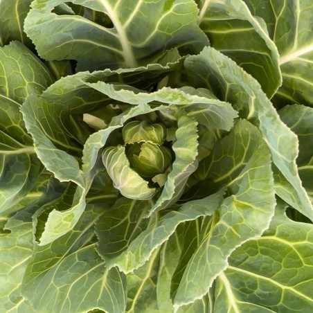 Traditional Southern Legend Greens | Vates Collard Heirloom Seeds | The Seed Guy ®