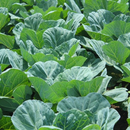 Legendary Soul Food Staple | Georgia Southern Collard Heirloom Seeds | The Seed Guy ®
