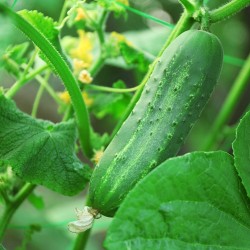 Heat-Tolerant Slicing Champion | Ashley Cucumber Heirloom Seeds | The Seed Guy ®