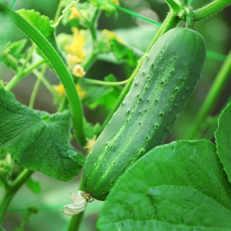 Heat-Tolerant Slicing Champion | Ashley Cucumber Heirloom Seeds | The Seed Guy ®