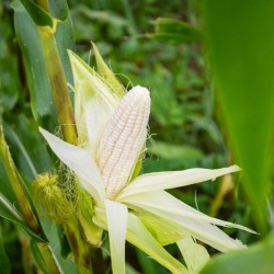 Legendary White Shoe-Peg Heirloom | Country Gentleman Corn Seeds | The Seed Guy ®